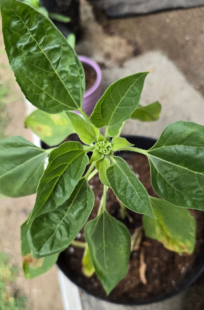 A not so healthy looking small sunflower plant with a cluster forming in the middle that will become a flower soon! 