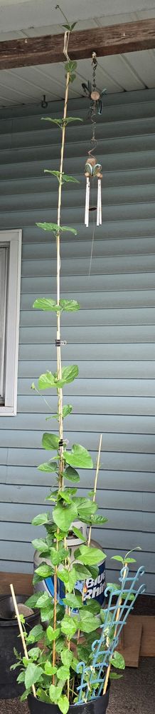 A tall as fuck snapdragon plant. 