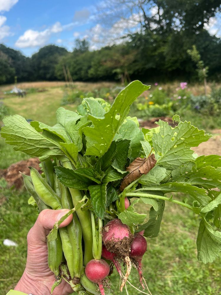 My hand holding a bunch of homegrown salad and vegetables including spinach, radish, mint, parsley and broad beans. 

In the background is green land and trees. 