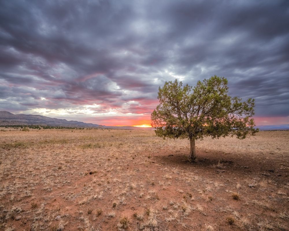 A lone tree under a dramatic sunset in the desert. 