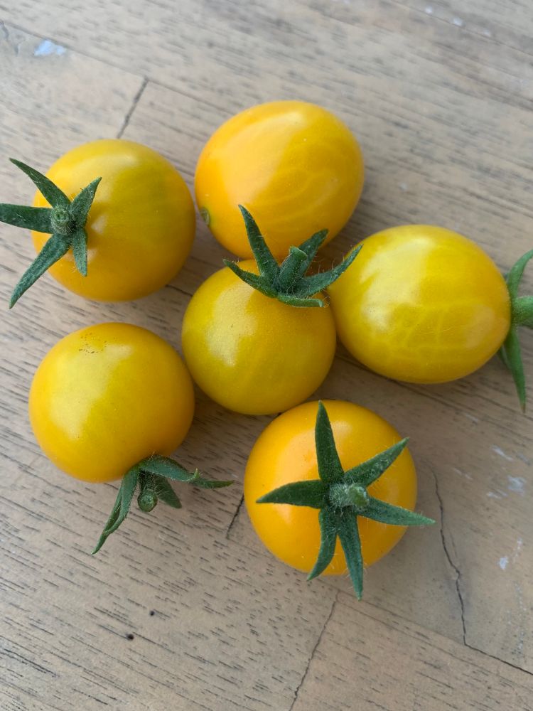 Ein paar kleine gelbe Cocktail Tomaten 