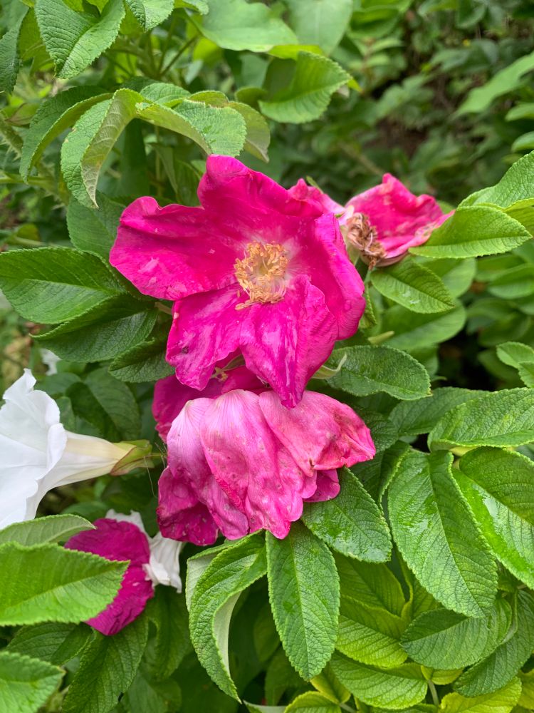 Pinke Blüten einer Hund marode