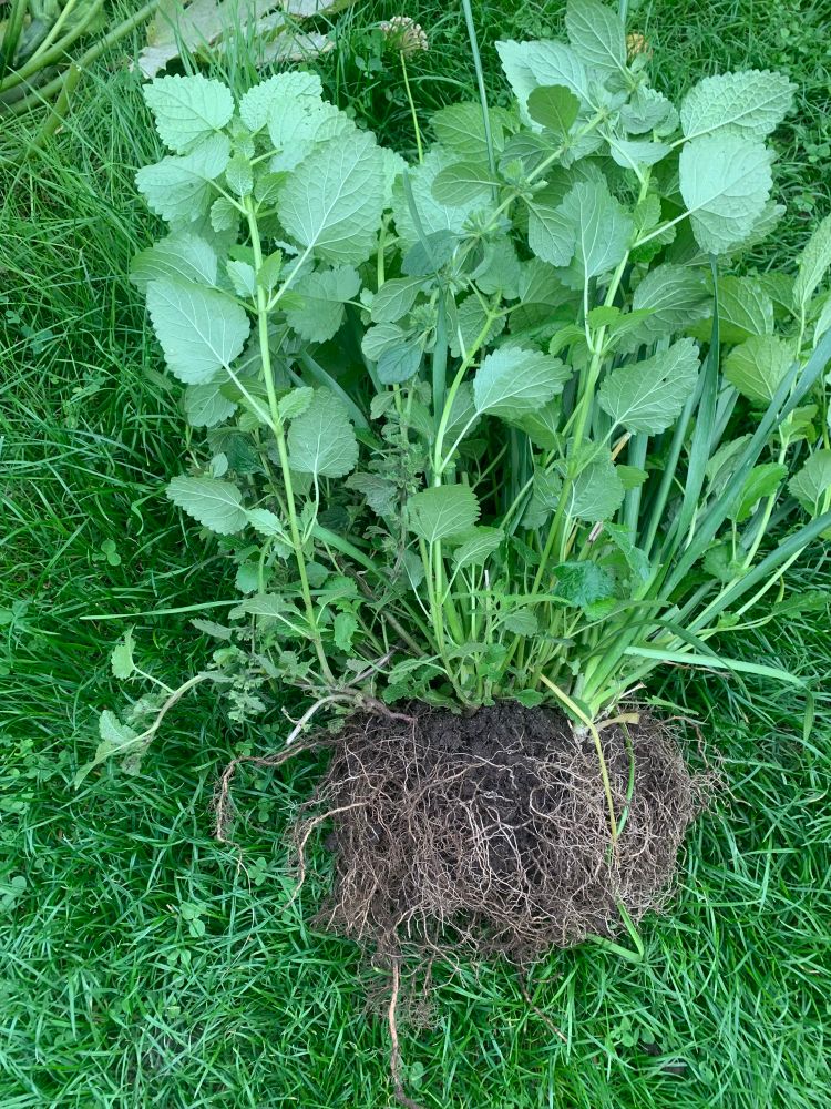 Eine ausgebuddelte Pflanze liegt auf der Wiese. Also eigentlich zwei, die ineinander verwachsen sind. 