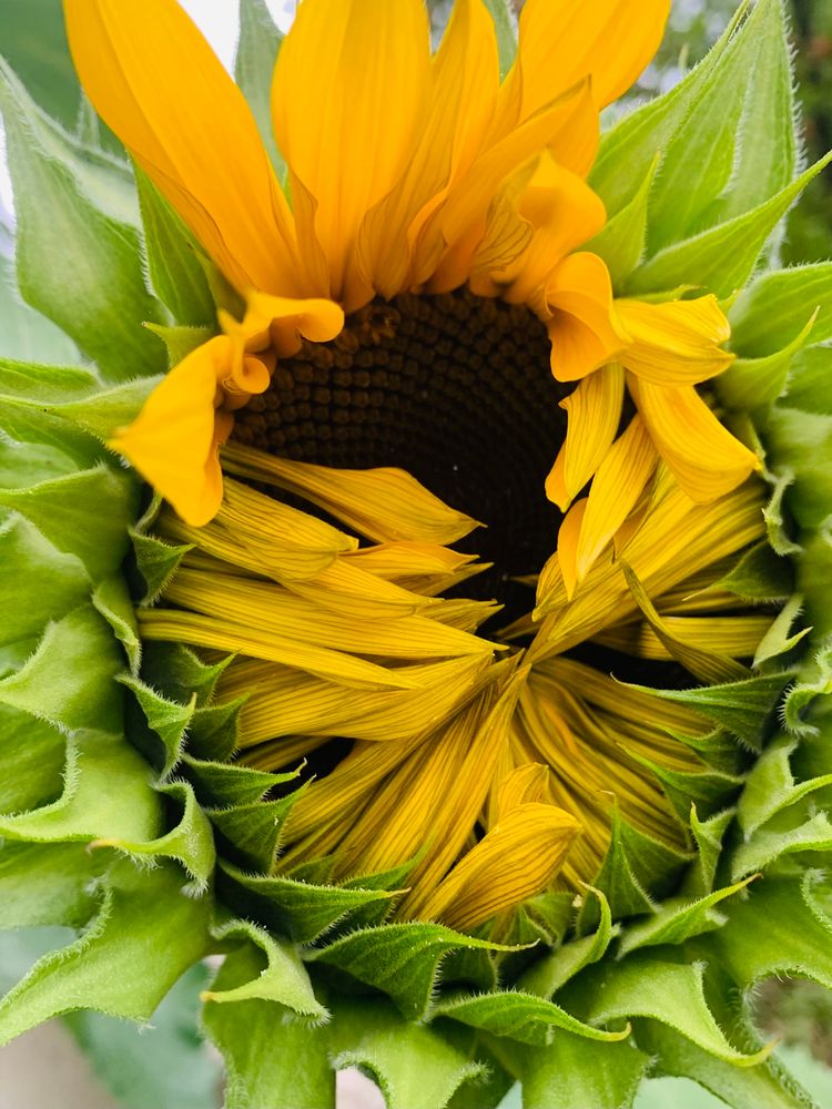 Eine halb geöffnete Sonnenblume 