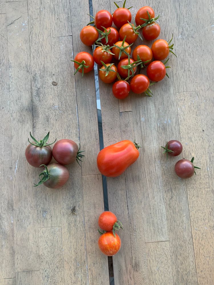 5 verschiedene Sorten Tomaten auf einem Gartentisch. 