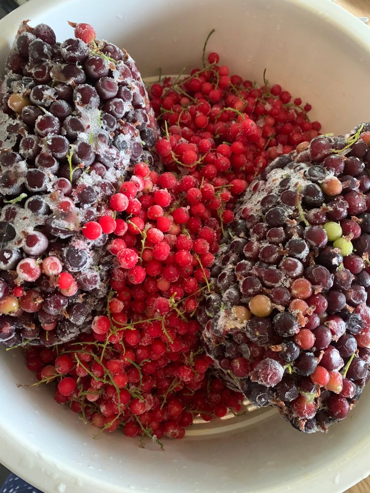 Die ausgepackten gefrorenen Beeren im Korb von Entsafter. Die Stachelbeeren sind zum Klotz gefroren, die Johannisbeeren liegen locker dazwischen. 