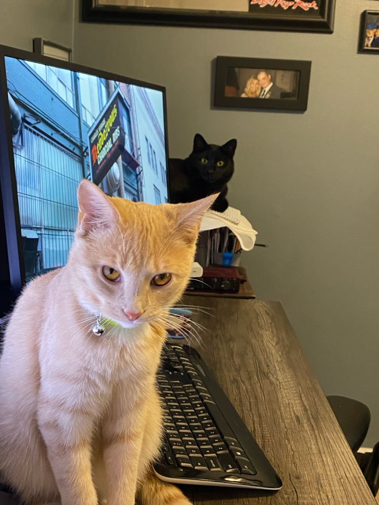 A pale orange cat and a black cat demand payment for looking at them as they commandeer the desk used to provide funds for their evening snacks. 