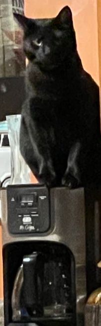 A large black cat named Ted sits atop a coffee pot in front of a window at night. 