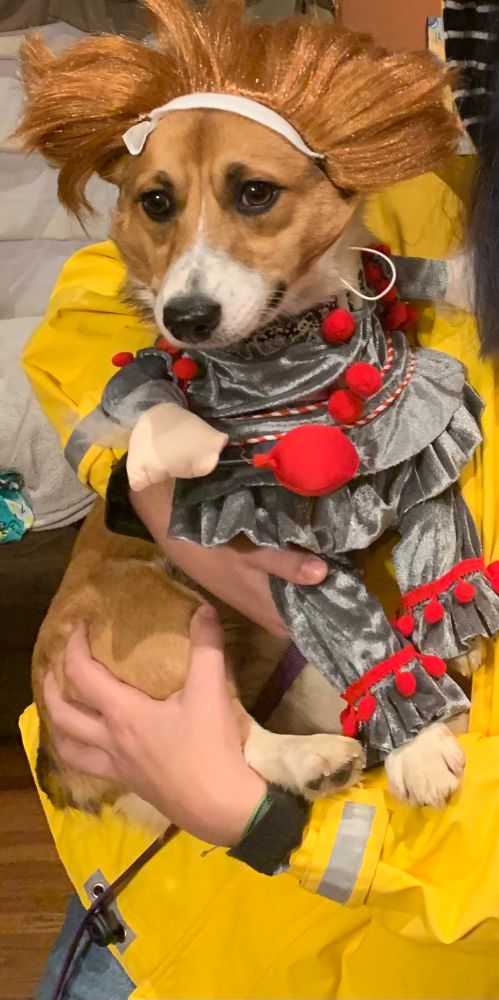 A young Corgi looking despondent while dressed in a Pennywise costume. He’s being held by a person dressed up as Georgie. 