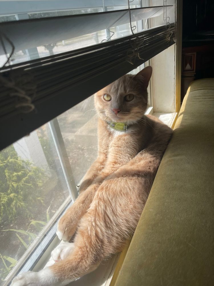 Adorable small light orange cat reclining on his back on the window sill. He’s pretty sure you should have treats if you’re disturbing his “me” time.