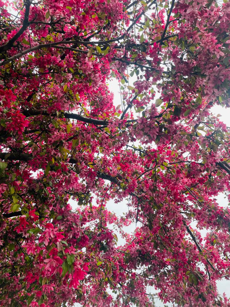 Blossoms 
