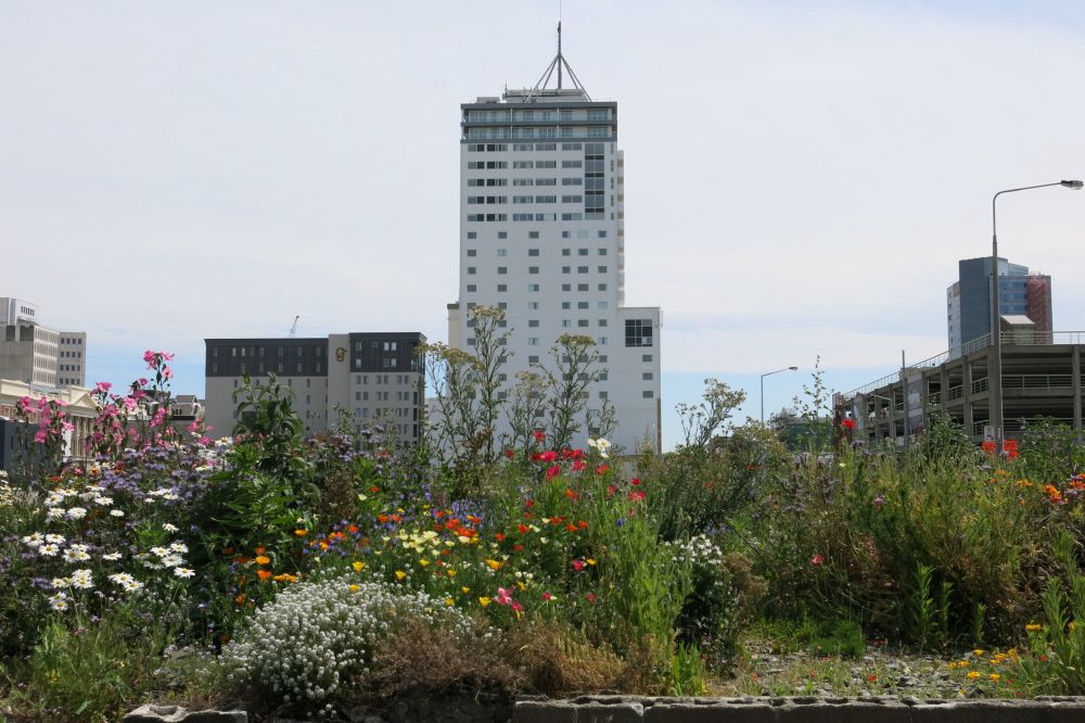 Wildflowers by Latimer Square, 2013