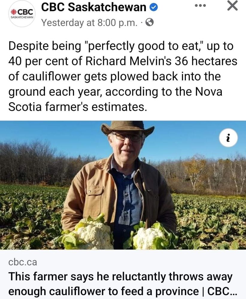 CBC Saskatchewan: "despite being "perfectly good to eat" up to 50% of Richard Melvin's 36 hectares of cauliflower gets plowed back into the ground each year, according to the Nova Scotia farmers estimates." There is an accompanying picture of Richard Melvin holding cauliflower. 