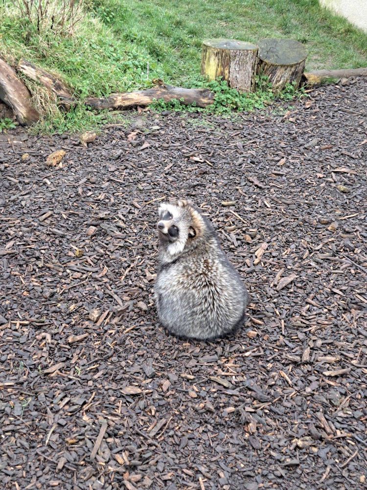 a tanuki facing away from the camera but looking back over their shoulder