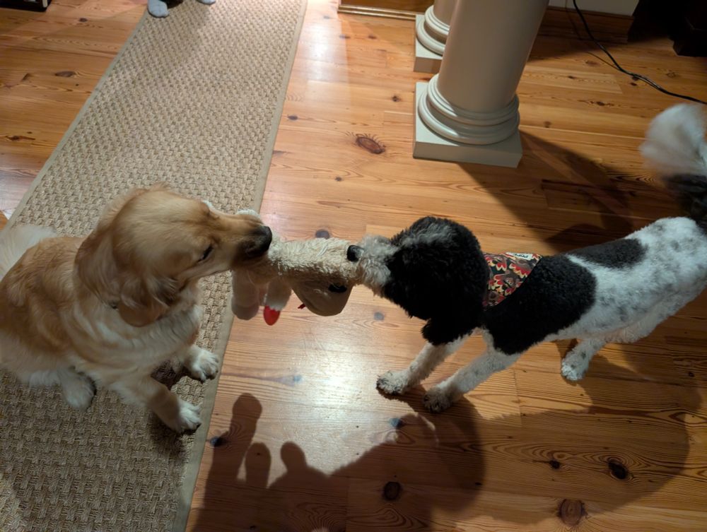 A black and white Sheepadoodle and her golden retriever friend play tug-of-war with an oversized Lamby dog toy. The Sheepadoodle stands on a wood floor, while the golden stands on a beige runner rug.