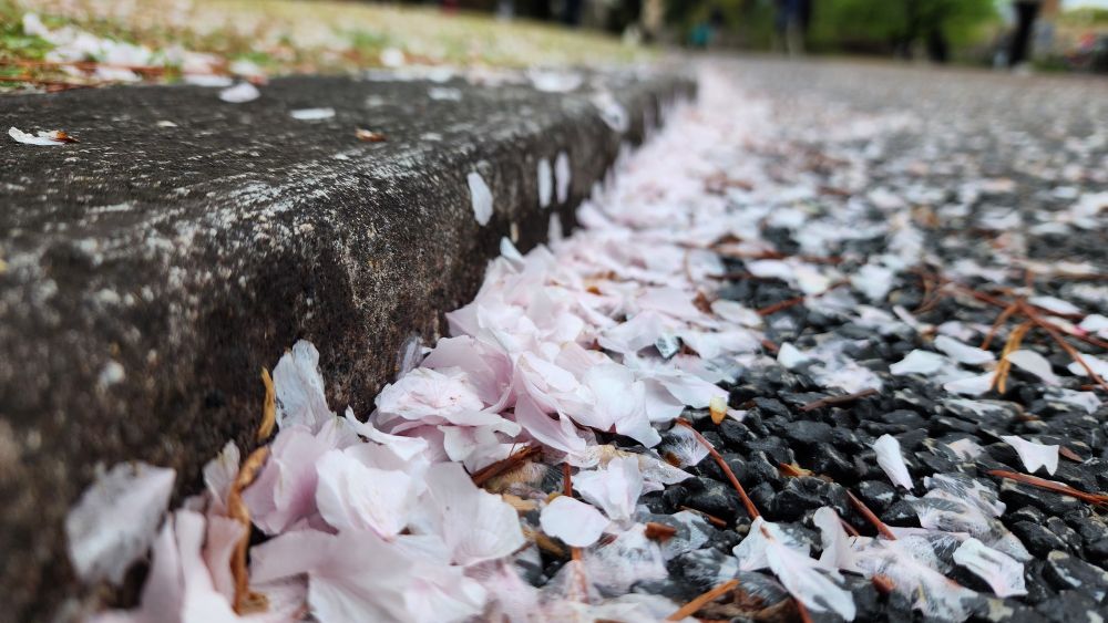 A close up shot of fallen sakura blossoms gathered against a curb, with a newly green spring far in the background.