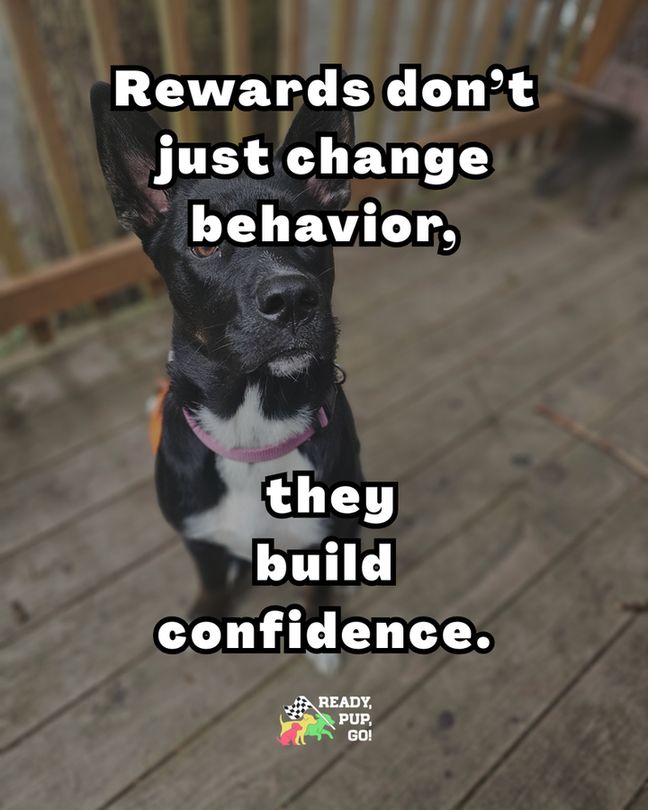 A black dog with white markings and a pink collar sits on a wooden deck outside, looking upward. Text over the photo reads: “Rewards don’t just change behavior, they build confidence.” Logo at bottom.