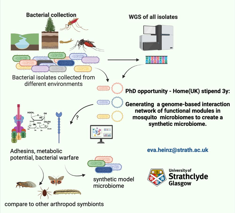 Schematic overview of the PhD; combining bacterial genomes from a large collection to analyse adhesins, metabolic potential, bacterial warfare; and compare to other arthropod symbiontes and design a minimal microbiome. 
