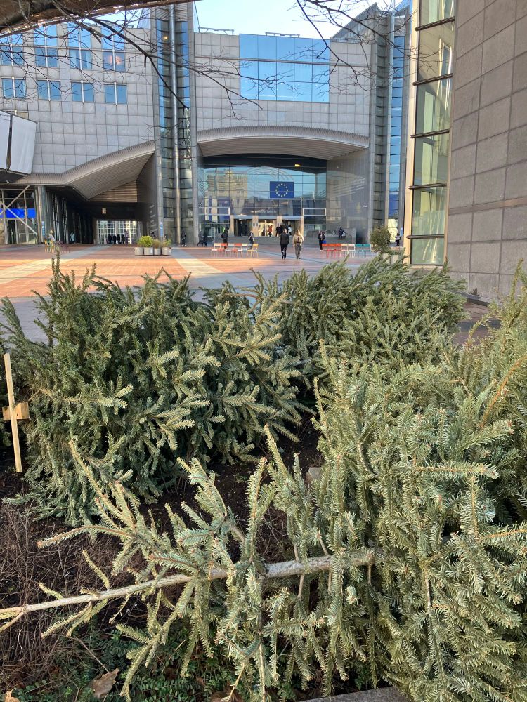 Christmas trees thrown on their side under the trees in front of the European Parliament. The entrance and flag are visible in the background 