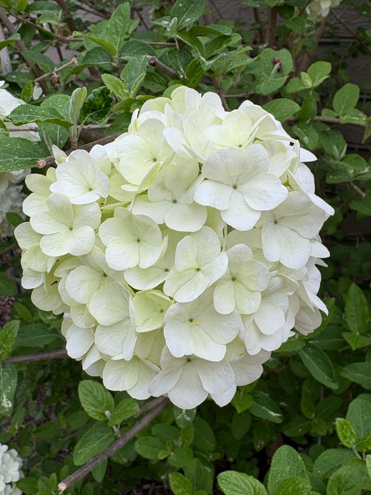 macro shot of snowball bush’s full white blooming flower cluster