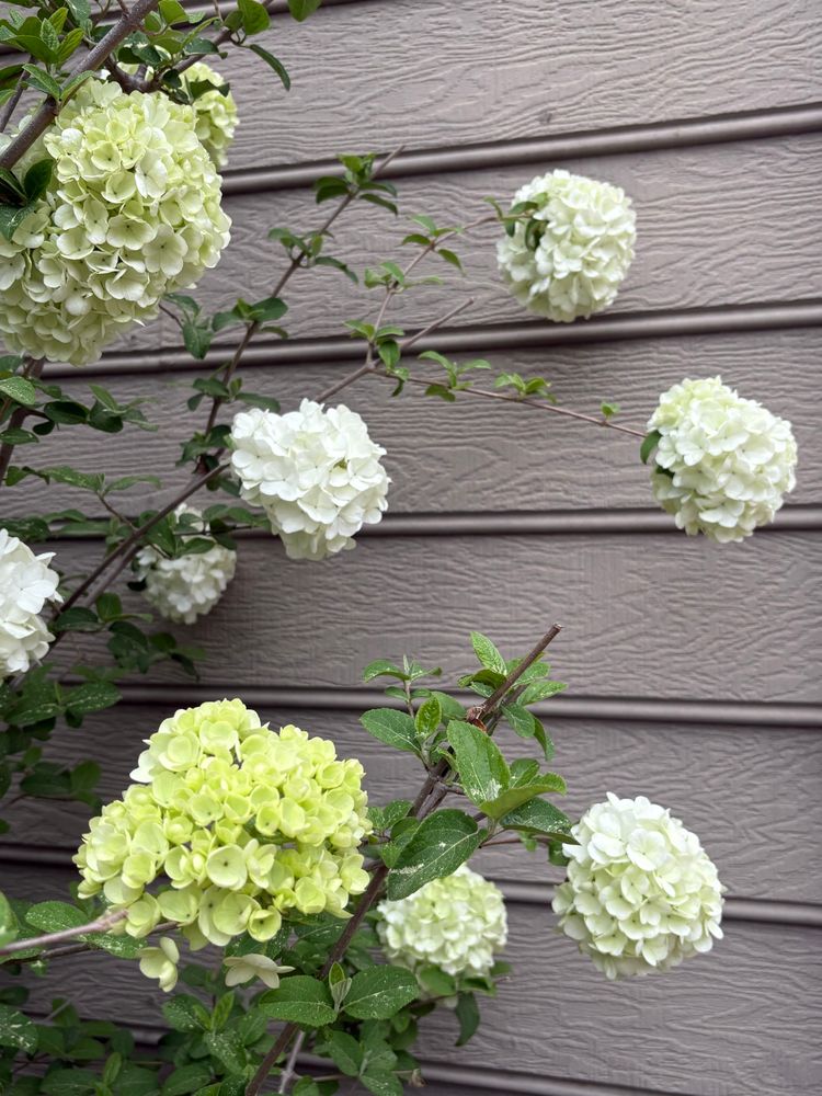 snowball bush blooming on an overcast spring day