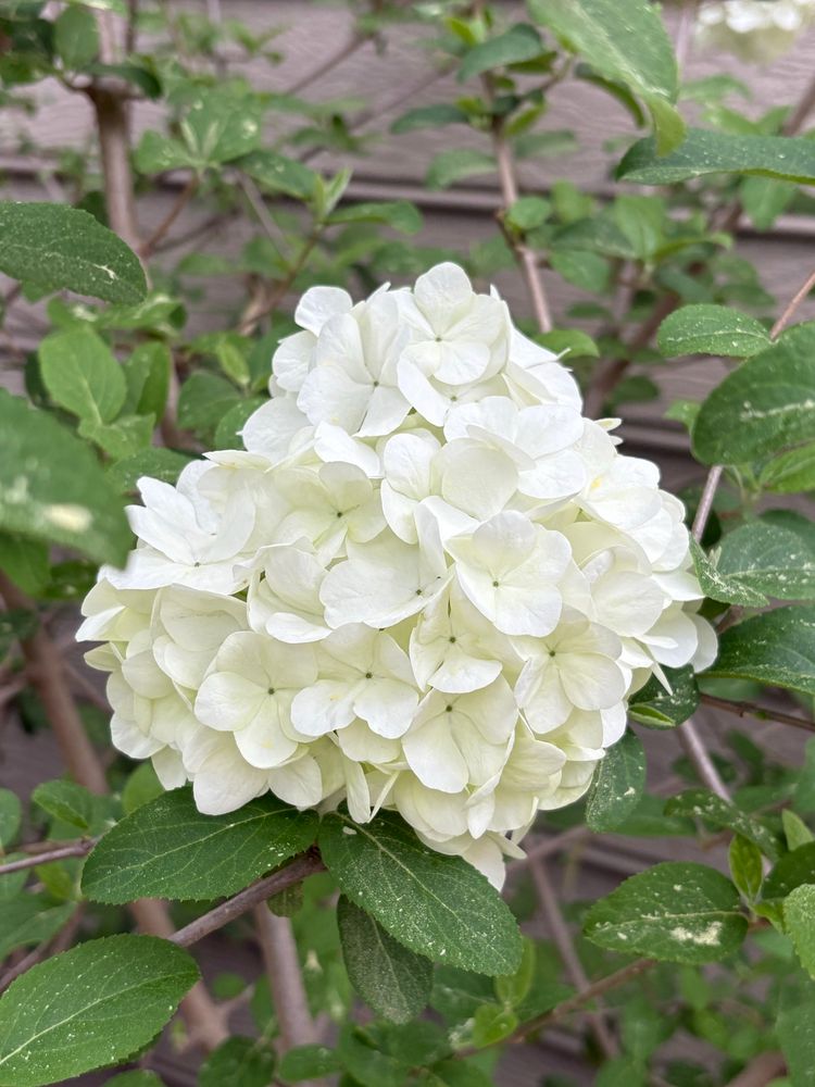 white snowball bush’s flowers in full bloom with pollen-dusted foliage 