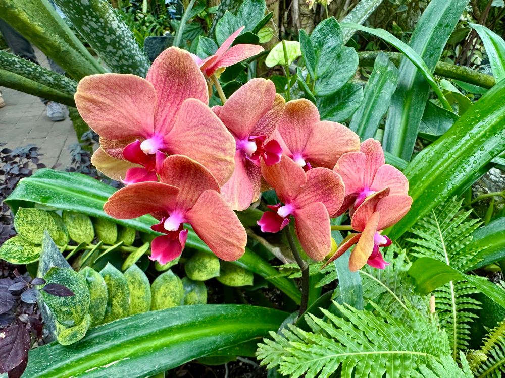 Peach and pink coloured orchids from the Muttart Conservatory in Edmonton, Canada. The blooms are surrounded by greenery. 