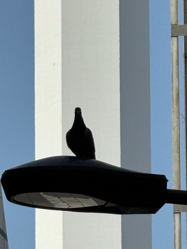 A pigeon standing on the road lap with the background of a white tower. And pigeon is staring at the camera.