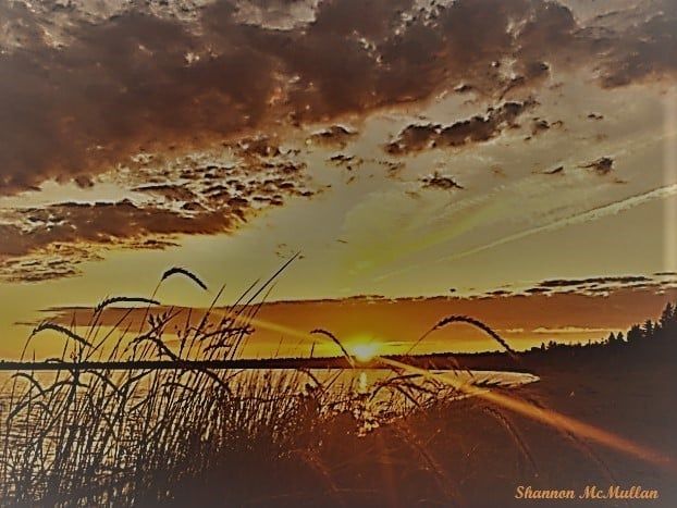 Beach grass silhouetted against a golden sunset at Providence Bay on Manitoulin Island.