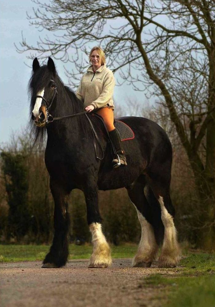 a picture of a woman mounted on the back of a black shire horse.