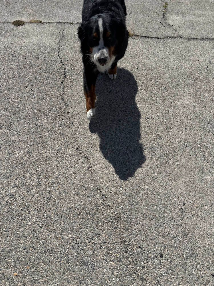 A Bernese mountain dog running toward the camera, he is the best dog you’ve ever seen 