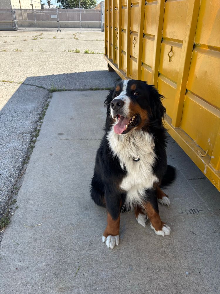 A grown Bernese mountain dog sitting down and smiling. He is perfect. 