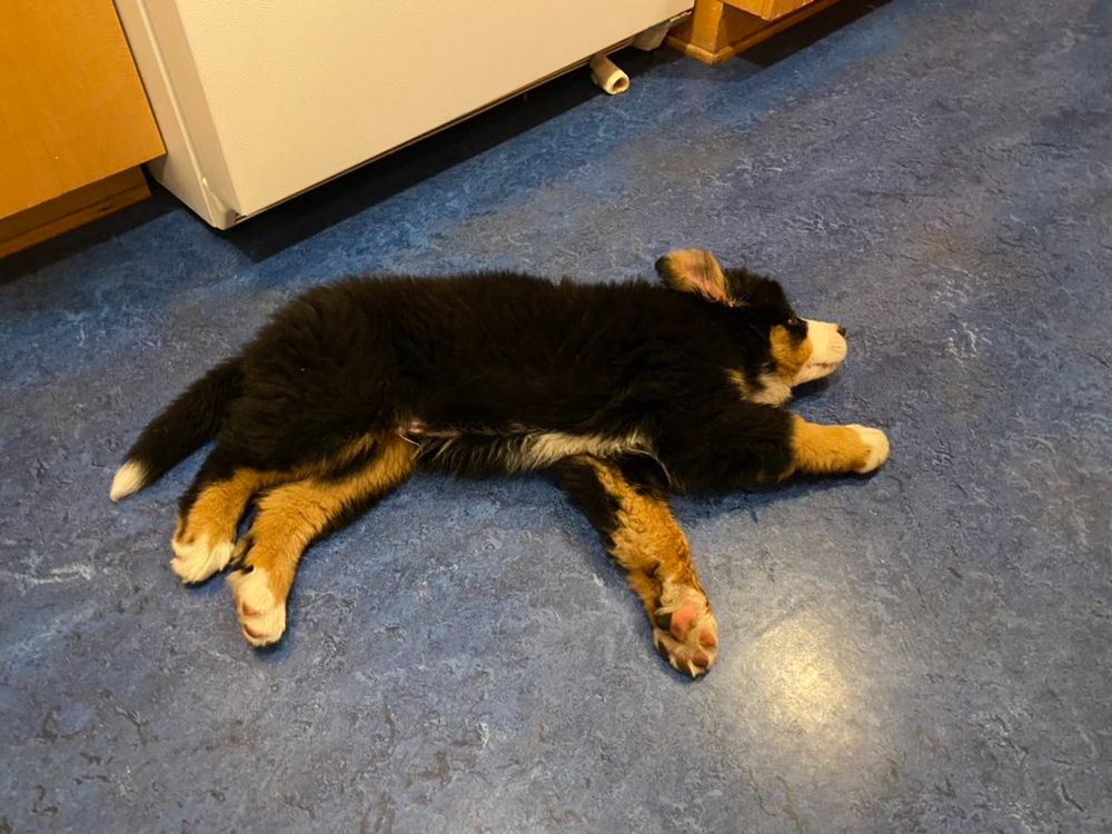 A Bernese Mountain Dog puppy on a blue floor, he has one ear up. He is perfect.  