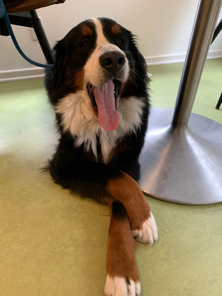 A Bernese mountain dog with his paws crossed and mouth open, he is under a table. He is perfect.