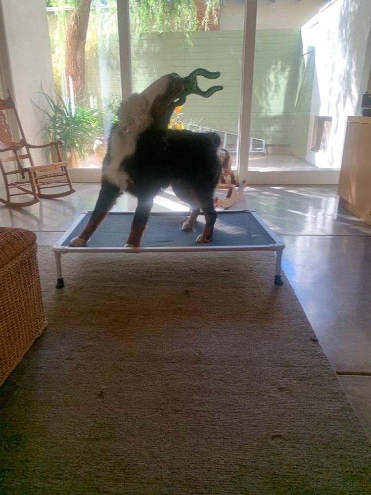 An adolescent Bernese mountain dog playing with a toy. He is perfect. 