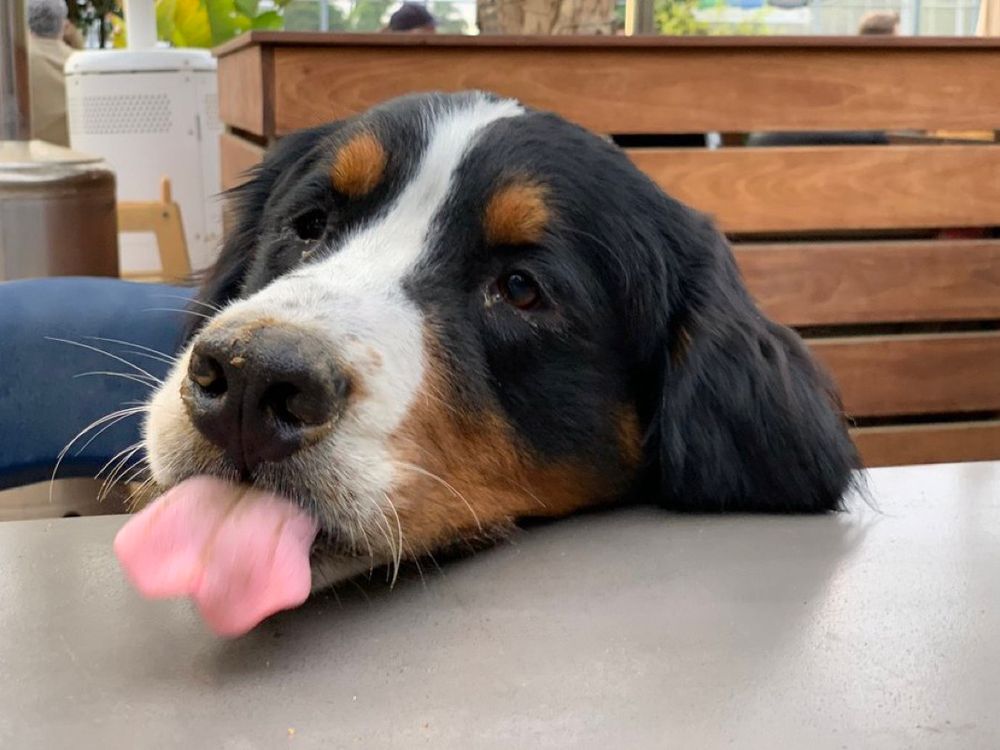 A Bernese mountain dog with his tongue out, he is perfect. 
