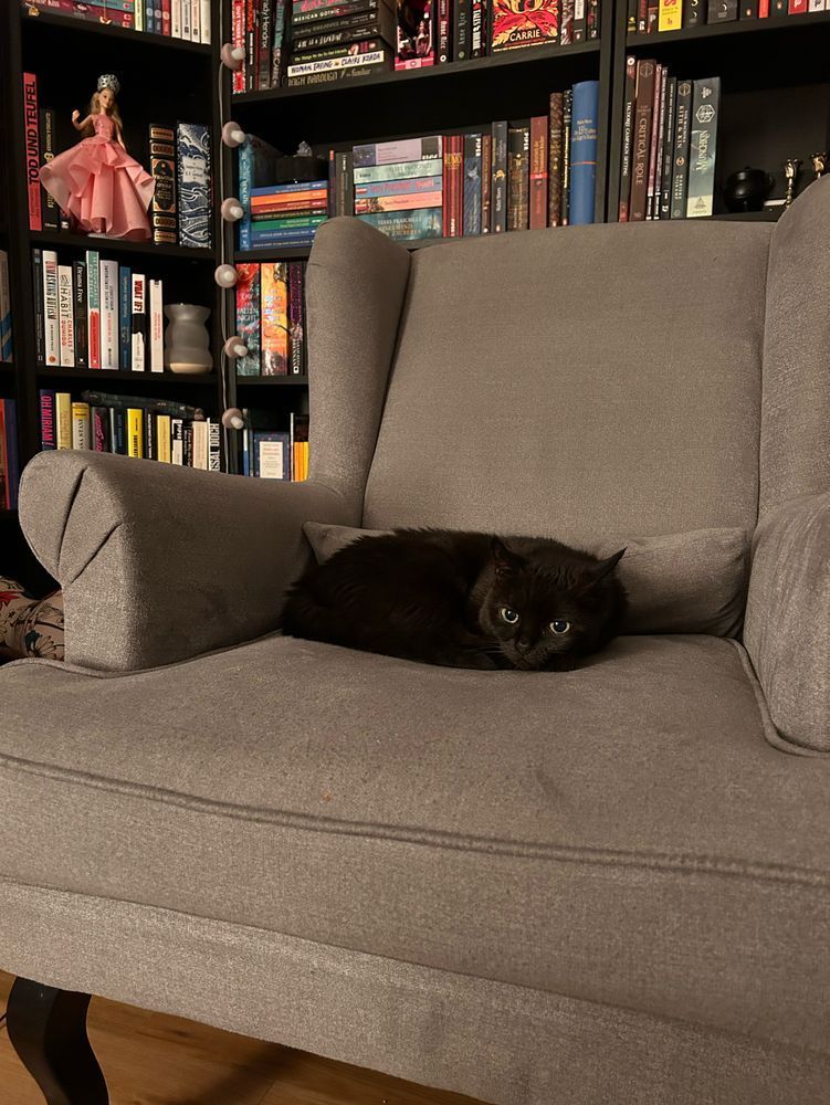 small black cat on an armchair, book shelves in the background