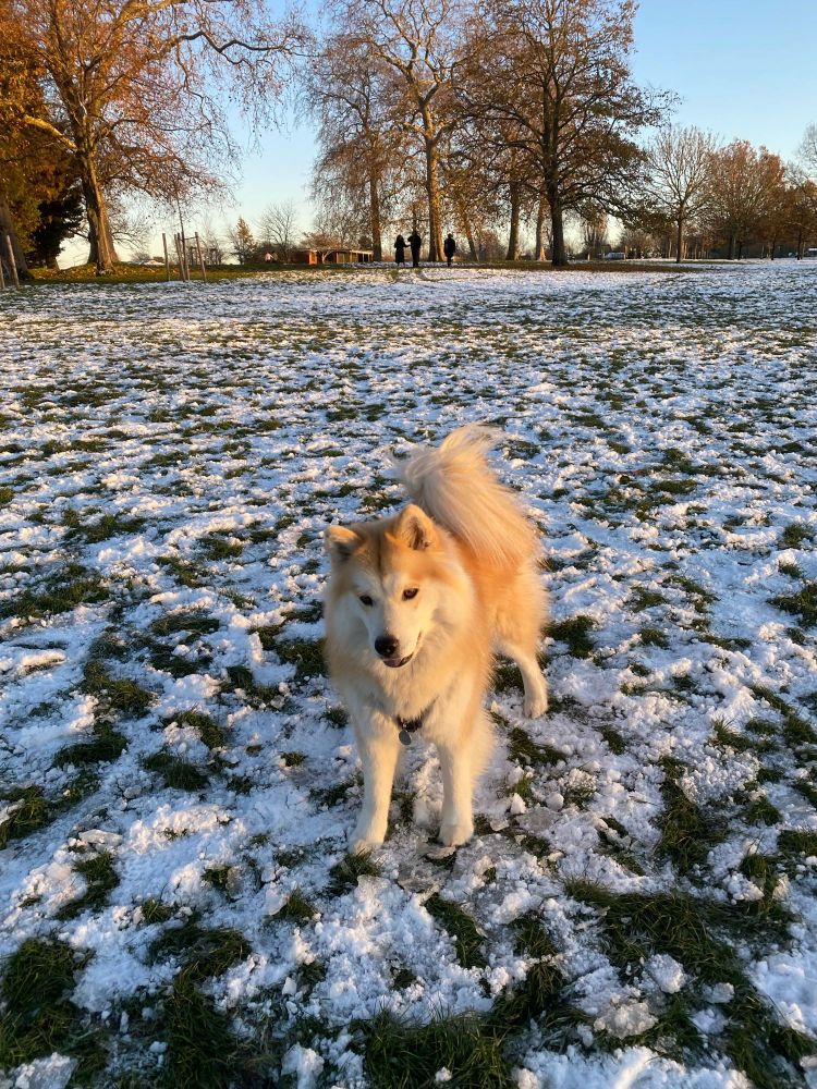 Mira the dog, a Chow Chow and Husky mix, stands in a snowy field in Brockwell park London. 