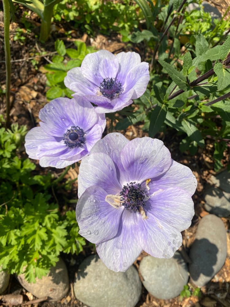 Three light purple flowers in the sun