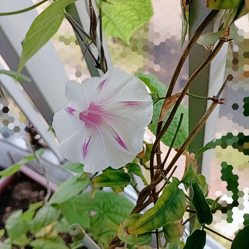 花全体の色は白で内側がピンクのアサガオ