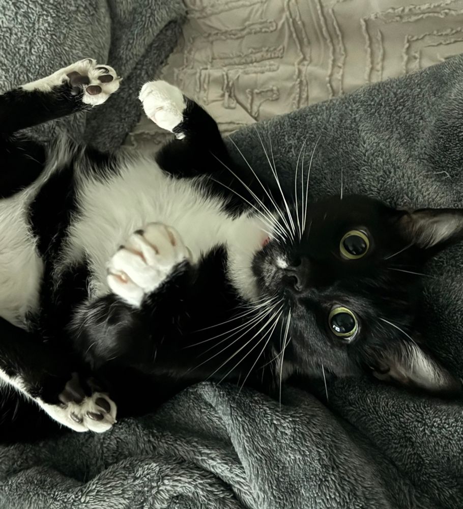 A tuxedo cat laying on its back staring directly at the camera with his paws in the air