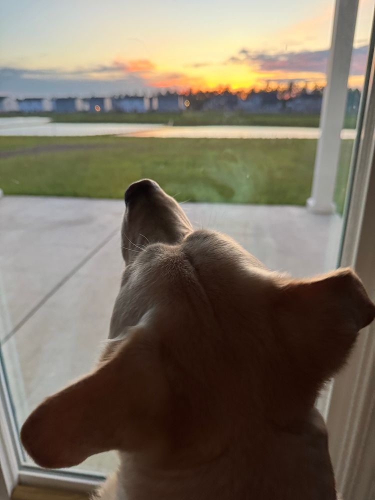 White lab looking out a patio door toward a backyard and houses in the distance with a bright orange sunset 