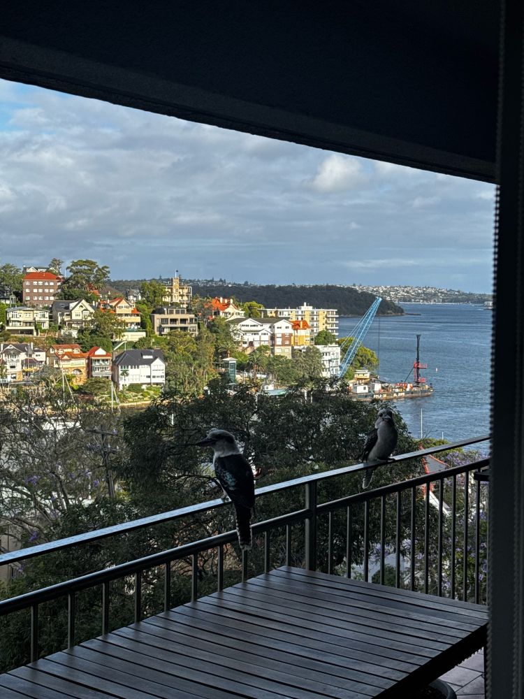 Kookaburras on my balcony 