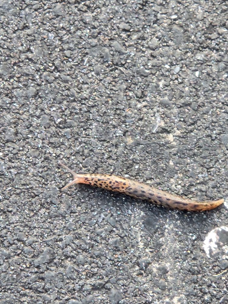 Slug