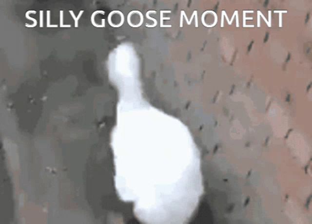 a picture of a goose with the words " silly goose moment " above it