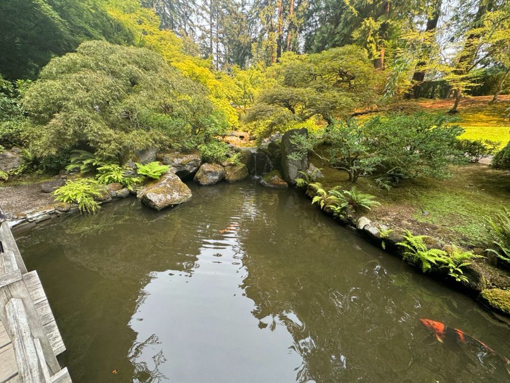 Koi fish pond & Japanese Garden