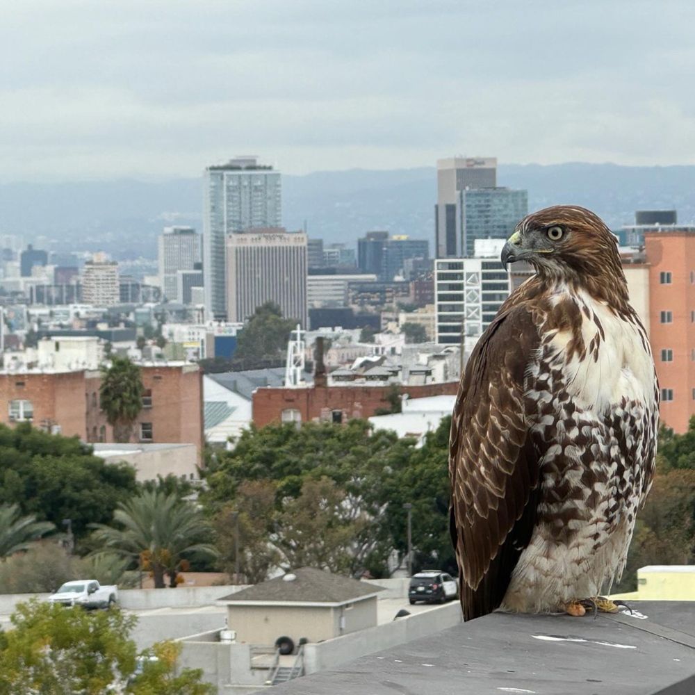 Hawk in DTLA