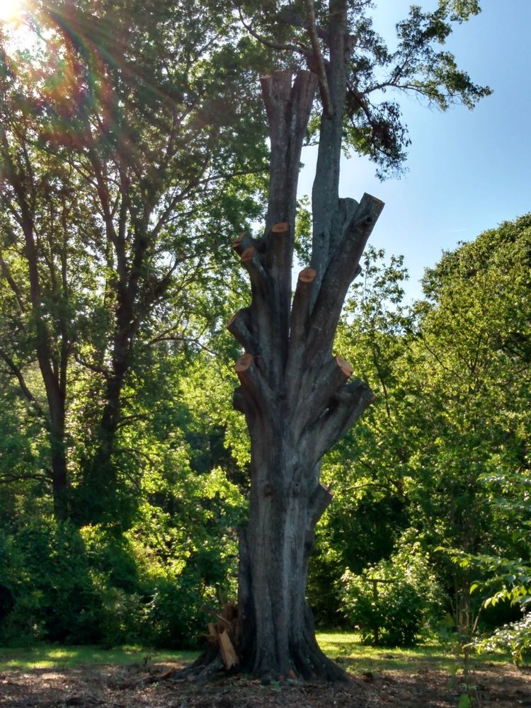 Mostly defeated doom tree.