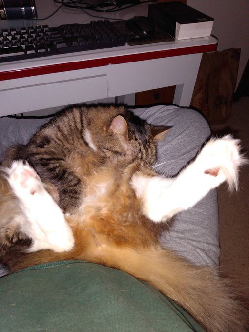 Dearly departed cat upon my lap.