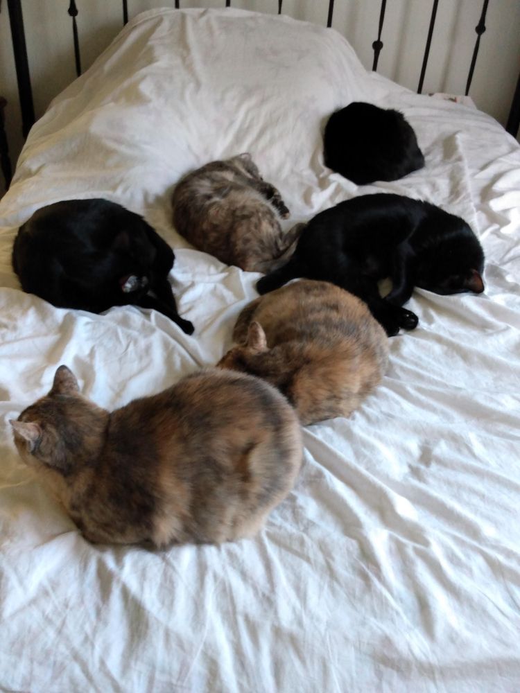 All 6 of Clan Berry~